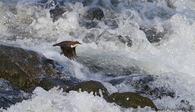 Cincle plongeur 4546_wm.jpg - Cincle plongeur, White-throated Dipper, Cinclus cinclus (Genève, Suisse, avril 2011)